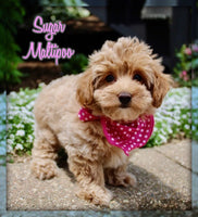 Maltipoo