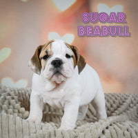 Sugar Female Beabull $800