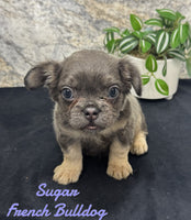 Sugar Female AKC Fluffy French Bulldog $1500