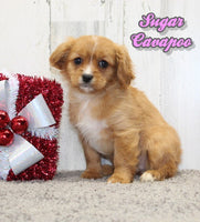  Cavapoo
