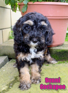 Cockapoo