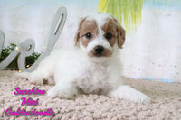 Sunshine Female Mini Goldendoodle $675