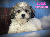 Susie Female Shihchon $550