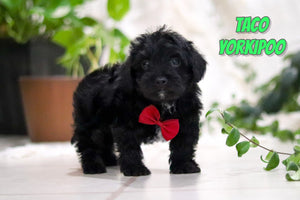 Yorkipoo
