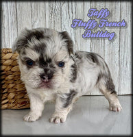Fluffy French Bulldog