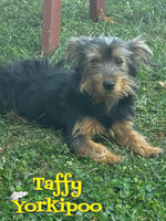 Taffy Female Yorkipoo $325