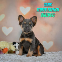 Tank Male Fluffy French Bulldog $2650