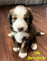 Tank Male Bernedoodle $1950