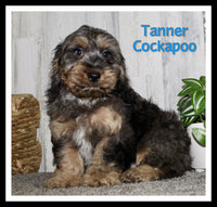 Tanner Male Cockapoo $895