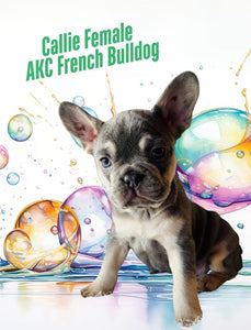 Callie Female AKC French Bulldog $2400