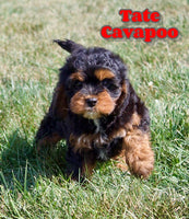Tate Male F1 Cavapoo $650