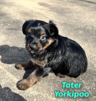 Yorkipoo