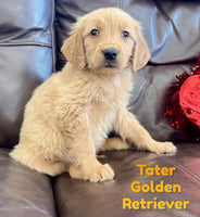 Tater Male AKC Golden Retriever $650