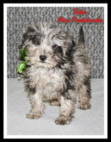 Tater Male Mini Portidoodle $1395