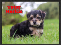 Tator Male Morkie $1200