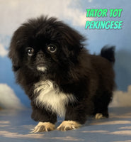 Tator Tot Male ICA Pekingese $725