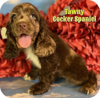 Cocker Spaniel