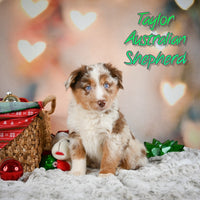 Taylor Male Australian Shepherd $685