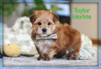 Taylor Male Morkie $1600