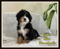 Taylor Female Mini Bernedoodle $1100