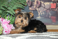 Teacup Yorkshire Terrier