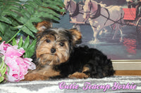 Cutie Female Teacup Yorkshire Terrier $2100