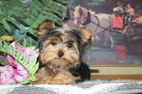 Teacup Yorkshire Terrier