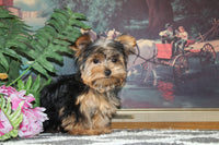 Teacup Yorkshire Terrier