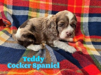 Teddy Male AKC Cocker Spaniel $1525