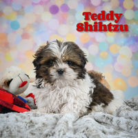 Teddy Male Shihtzu $550