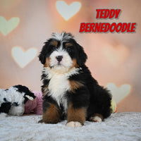 Teddy Male Bernedoodle $1250