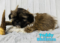 Teddy Male Shihtzu $650