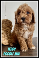 Teddy Male Cavapoochon $1200