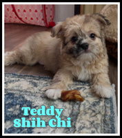 Teddy Male Shih-Chi $950