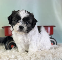 Teddy Bear