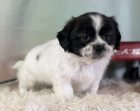 Teddy Bear