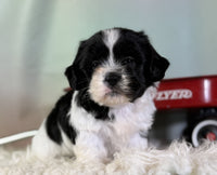 Teddy Bear