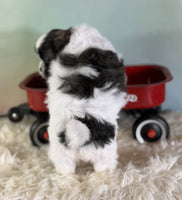 Teddy Bear