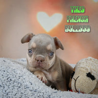 Theo Male AKC French Bulldog $2150