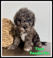 Theo Male Cavapoochon $1600