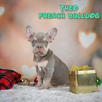 Theo Male AKC French Bulldog $1495