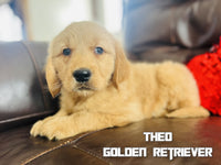 Theo Male AKC Golden Retriever $650