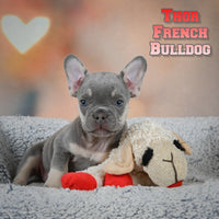 Thor Male AKC French Bulldog $2150