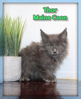 Thor Male Maine Coon $1800