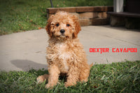 Dexter Male F1B Cavapoo $499