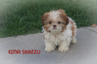 Elma Female Shihtzu $525