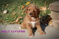 Milly Female F1B Cavapoo $400