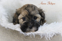 Aaron Male Shihpoo $1000