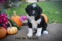 Annie Female Mini Aussiepoo $795