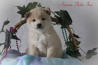 Autumn Female AKC Shiba Inu $850